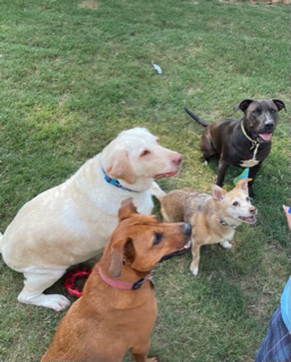 Rutabaga gets a picture taken with her three new brothers and sisters.