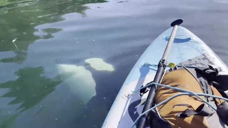 A paddleboarder off the coast of Alaska experienced a unique encounter with a pod of orcas.