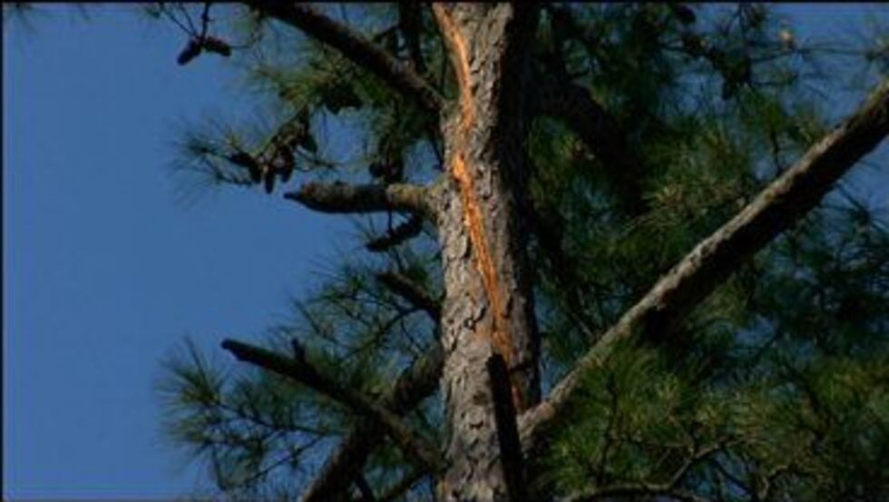The surge from the strike leapt from the tree to the victim's head, exiting through his feet.