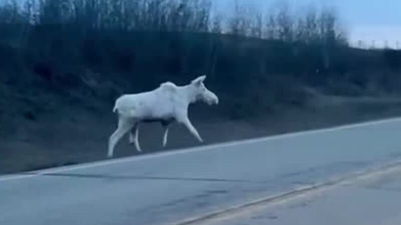 An albino moose was spotted crossing a highway in Canada.