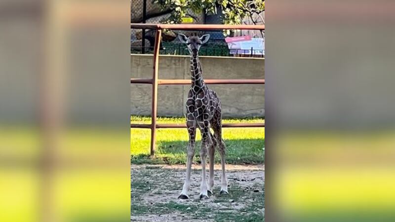 Baby giraffe Jabari died after his neck was broken at the Roosevelt Park Zoo, according to zoo...