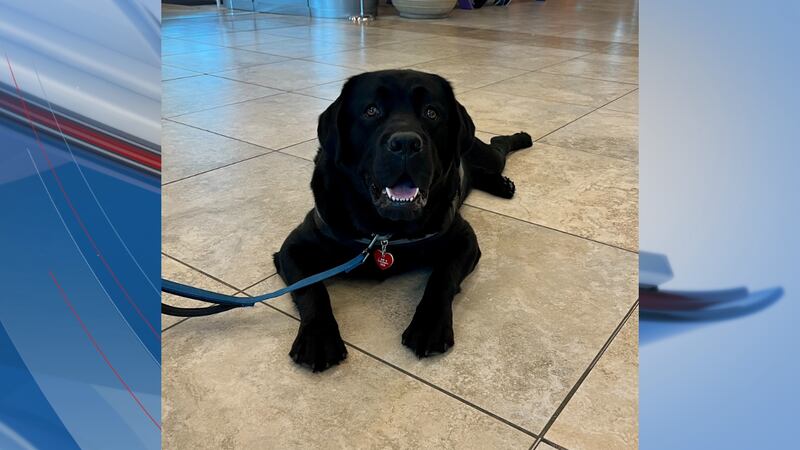 Myrtle Beach International Airport welcomes new therapy dog