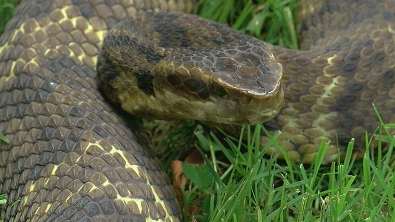 Cottonmouth snake