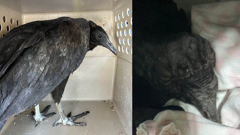 A pair of vultures believed to be dying were actually just drunk.