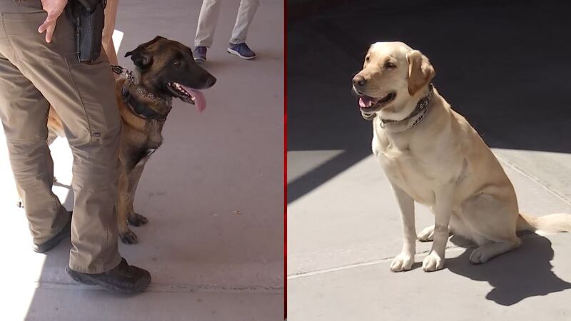CCSD police dogs back on the job after overdosing on drugs during search