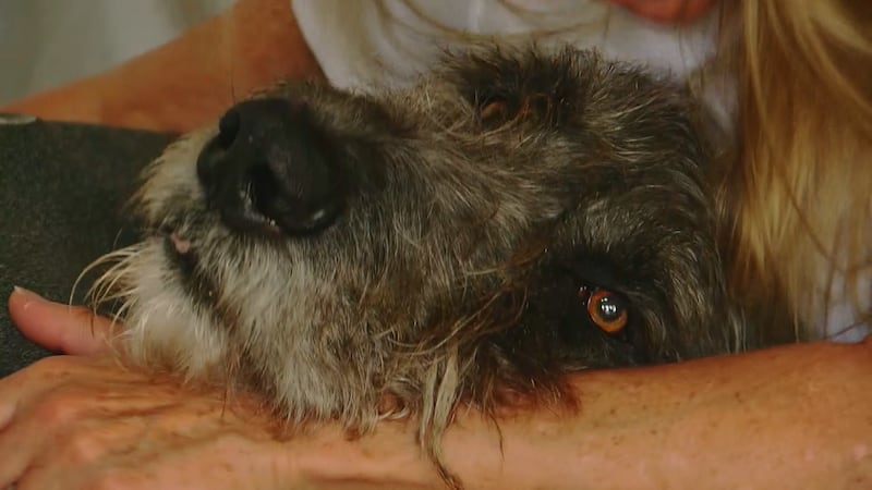 Merlin the Irish Wolfhound is on the mend at home in his custom-built bed.  His dad, Zack, is...