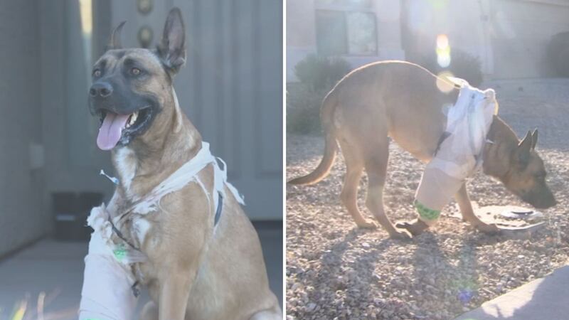 Symba is alive, but his owner says it will be a long road to recovery for him.