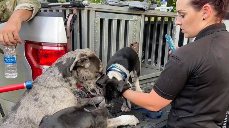 Three dogs were rescued from a house fire that followed an active shooting incident outside of...