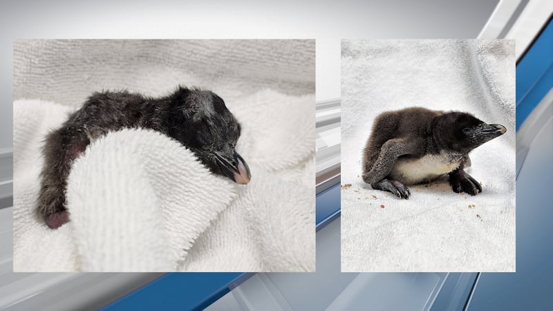 Riverbanks Zoo & Garden announces the hatching of four rockhopper penguin chicks.