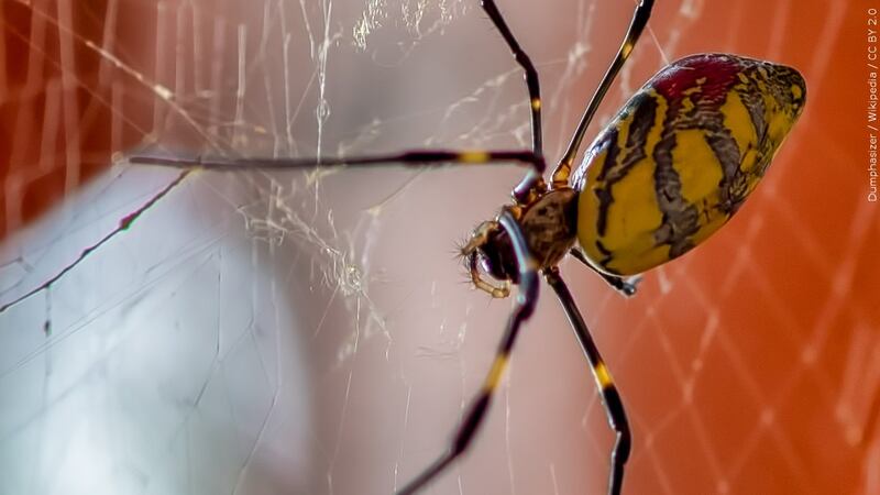 Researchers say Joro spiders are well-equipped to live in populated cities.
