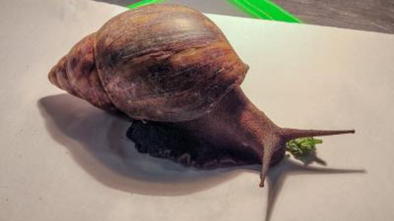 According to the U.S. Department of Agriculture, the giant African anail is one of the most...