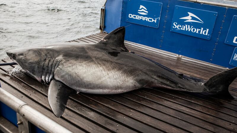 According to OCEARCH’s Shark Tracker, Mahone was pinged at 5:50 a.m. Tuesday in the Atlantic...