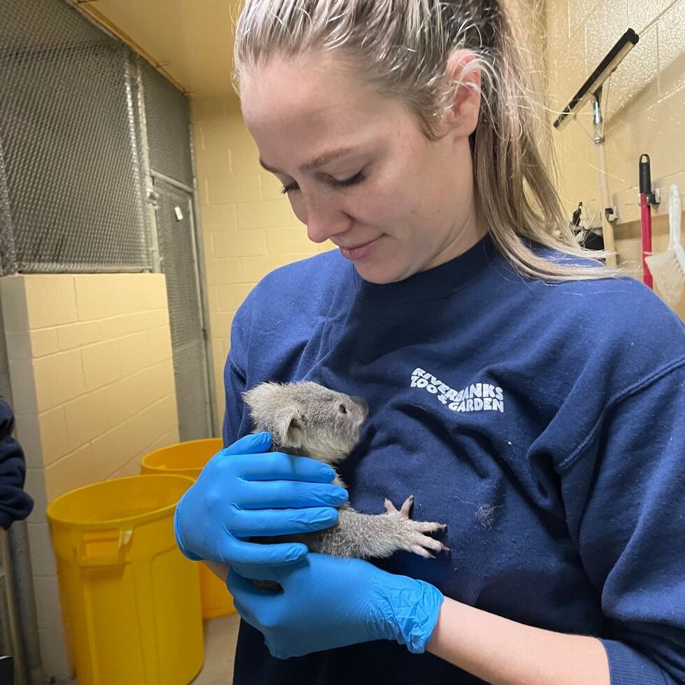 New koala welcomed at Riverbank zoo