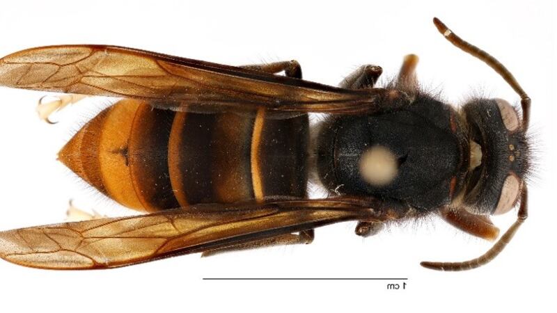 Yellow-legged hornet