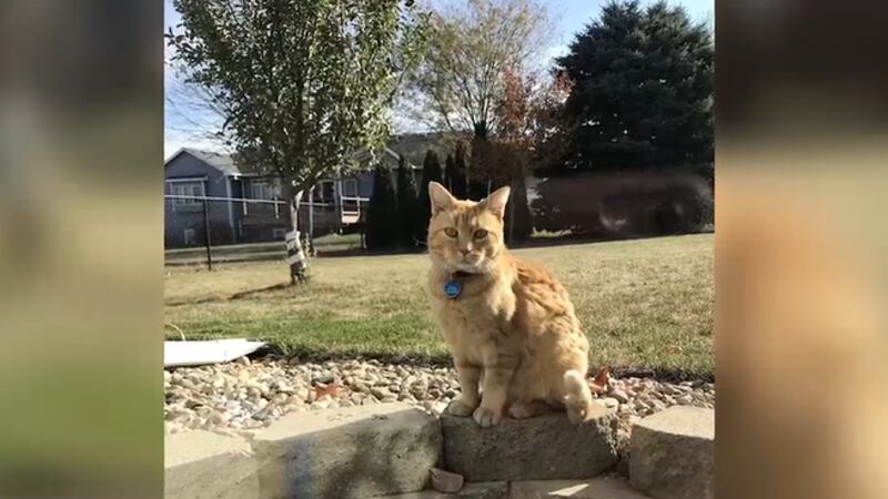 A cat that had gone missing for weeks has made an unlikely return.