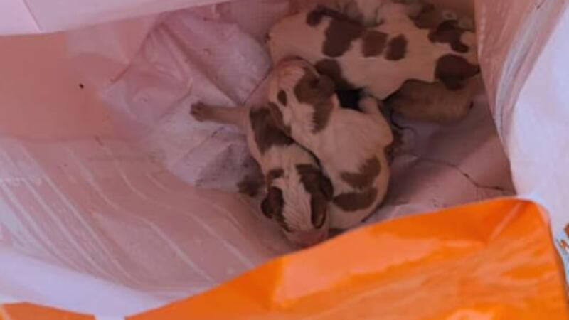 Four newborn puppies were found inside a dog food bag in a dumpster.