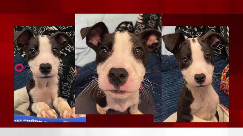 A malnourished puppy was found abandoned in a porta-potty.