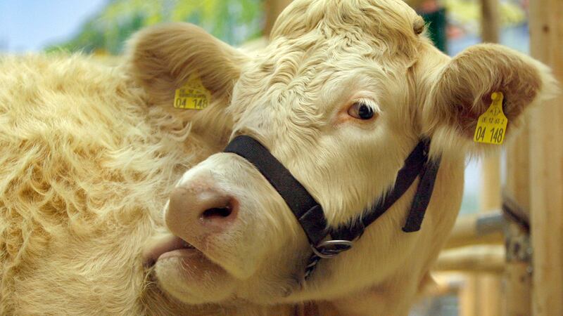 FILE PHOTO - A Charolais cow cleans its coat at the agricultural fair 'International Green...