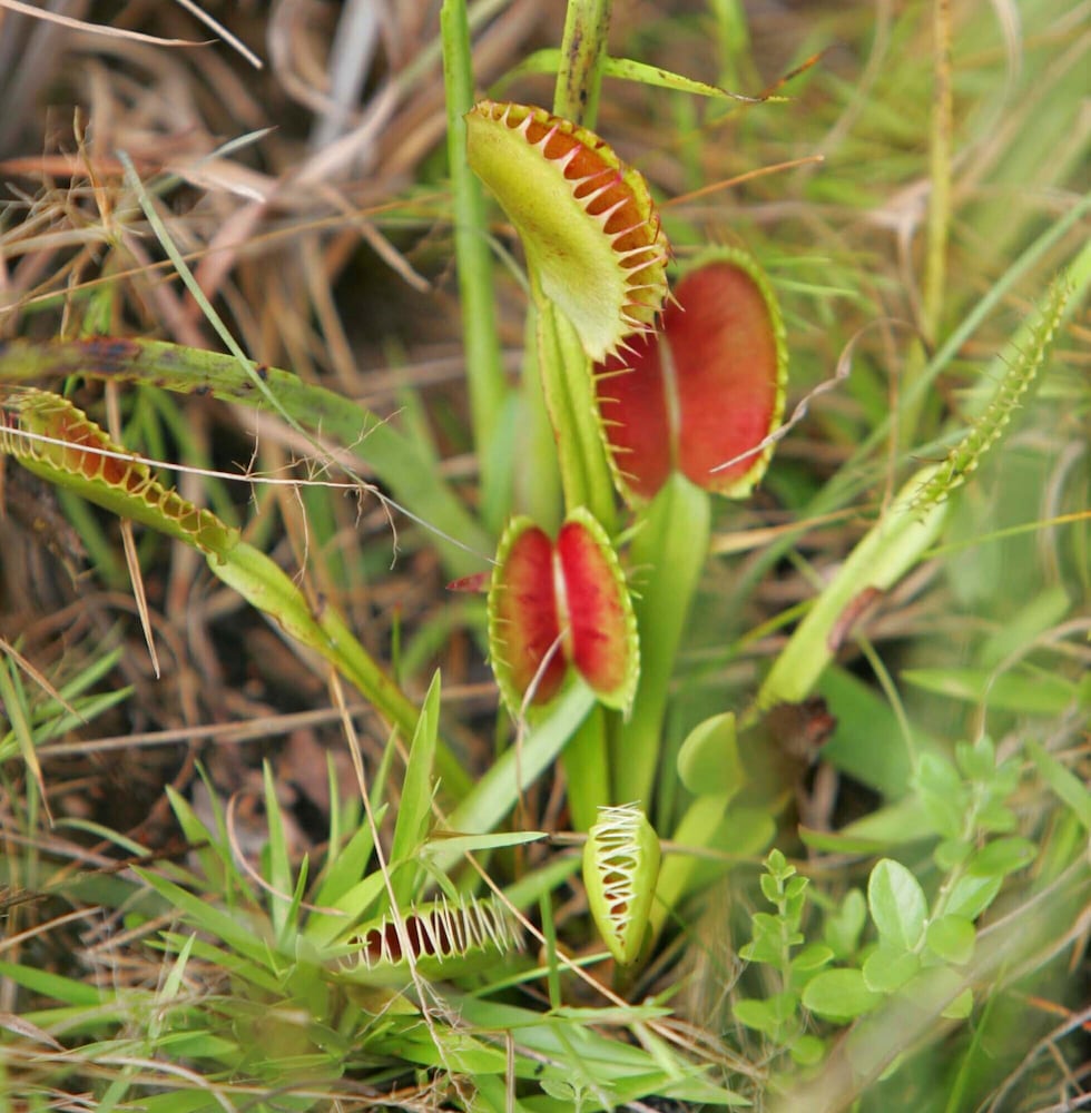 FILE - A Venus fly trap grows naturally in a Carolina Bay at Lewis Ocean Bay Heritage Preserve...