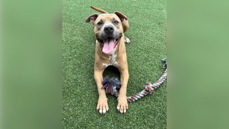 A dog who has been at an Ohio shelter for more than 400 days is looking for a new home.