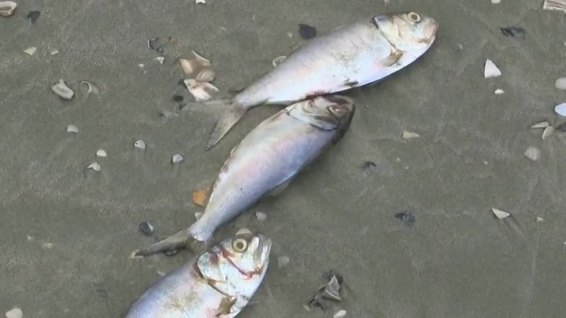 Number of dead fish wash ashore in North Myrtle Beach