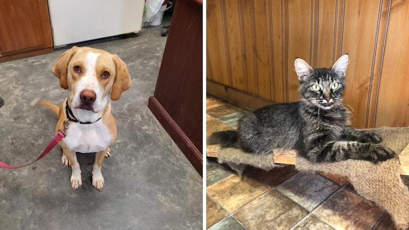 The Marion County Animal Shelter is offering free adoptions for the rest of September to help...