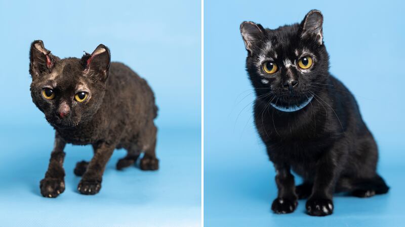 The Arizona Humane Society has now placed the kitten up for adoption after intensive treatment...