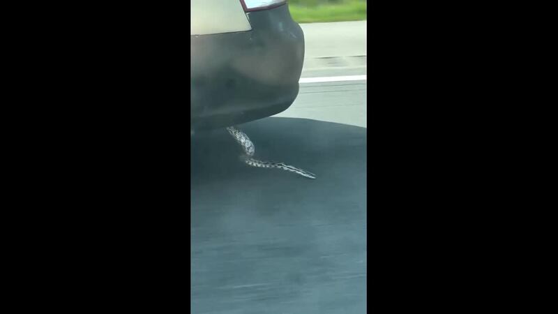 A driver captured video of a snake hanging from the bottom side of a car on a highway.