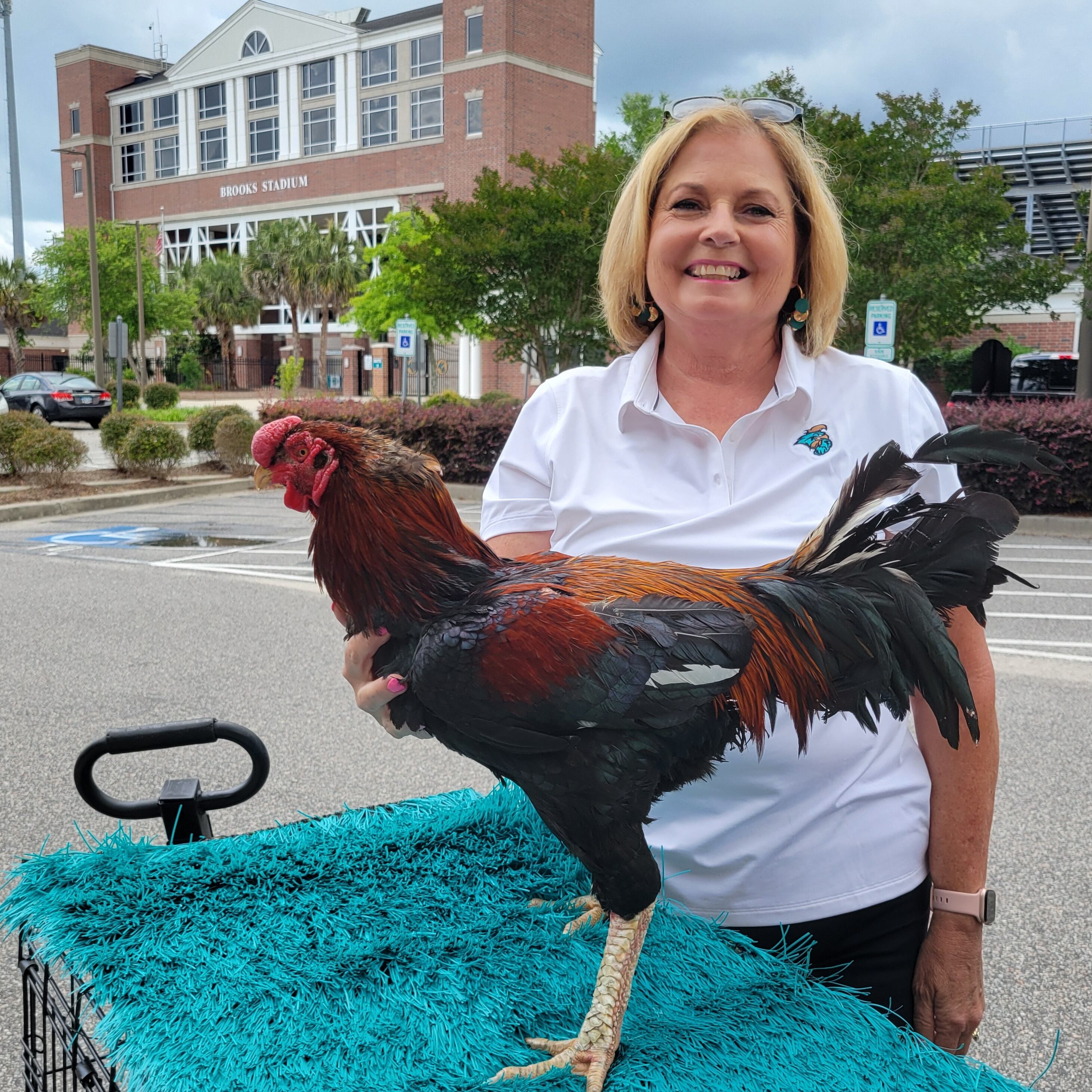 This Is Carolina: The sweet life CCU's live mascot and his handler - Vimarsana News