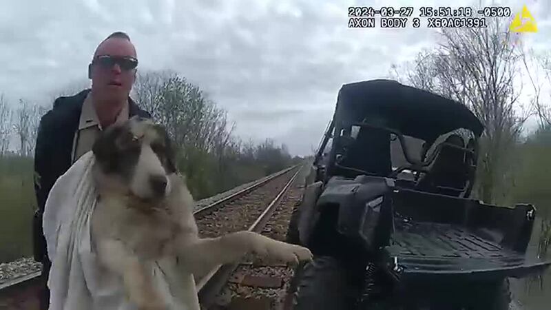 A dog was rescued from train tracks after it had been hit by a train.