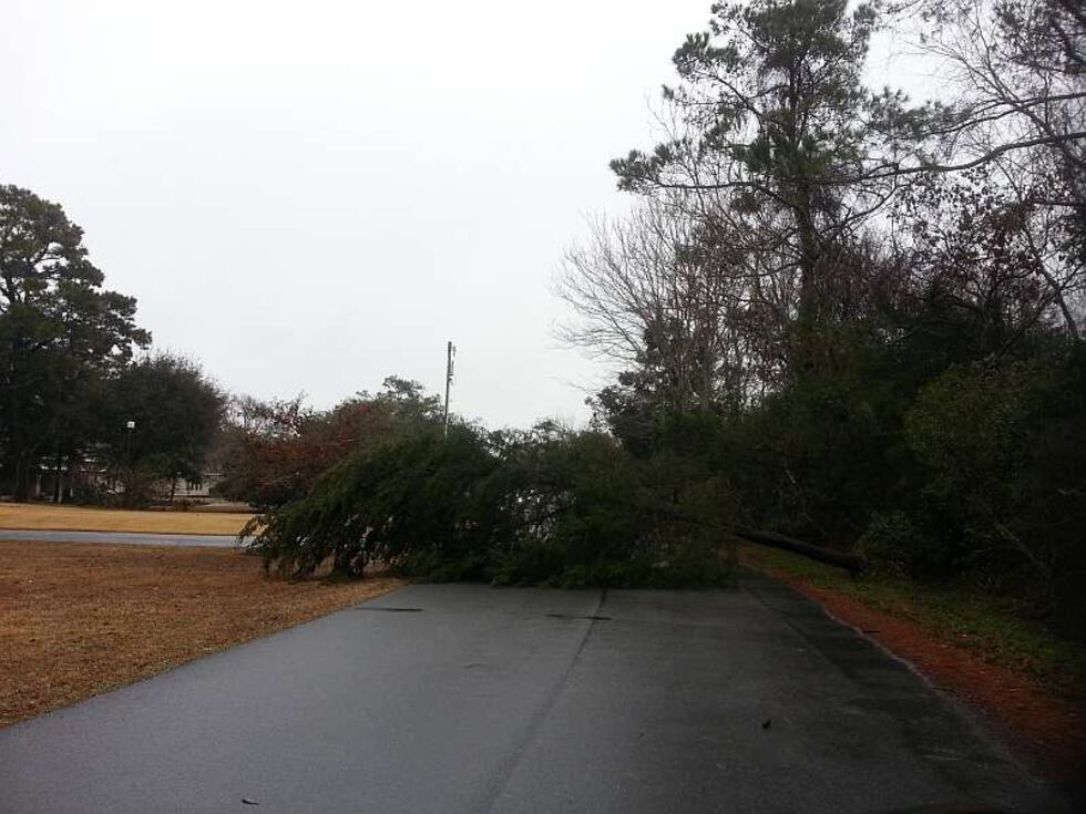 A fallen tree in Briarcliffe Acres. Source: First Alert Meteorologist Jamie Arnold